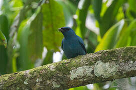 Blue Cuckooshrike