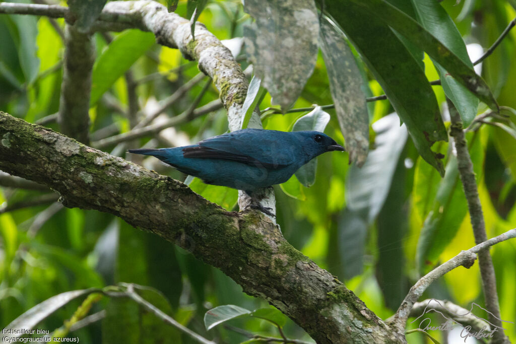 Blue Cuckooshrike