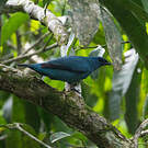 Échenilleur bleu