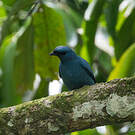 Échenilleur bleu