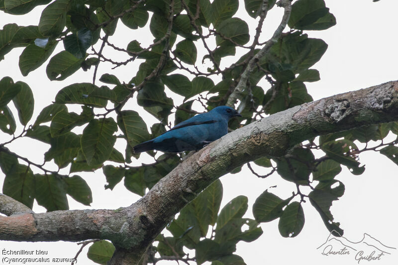 Blue Cuckooshrike