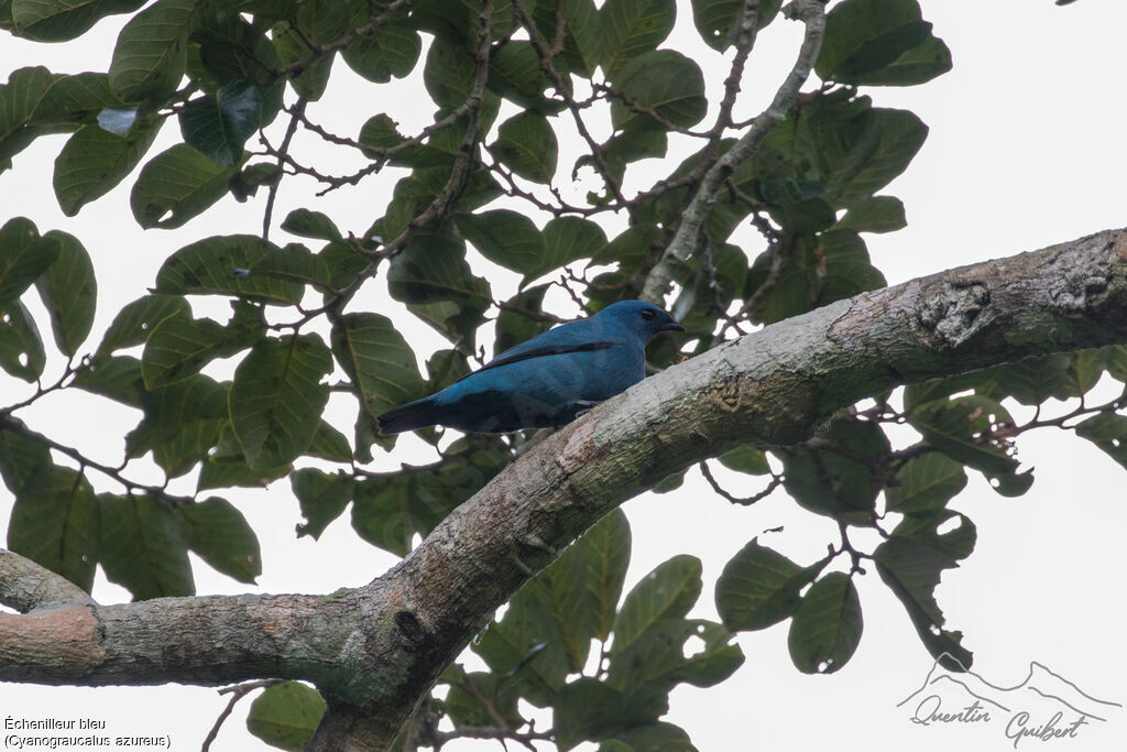 Échenilleur bleu