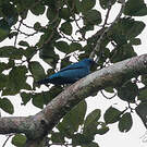 Échenilleur bleu