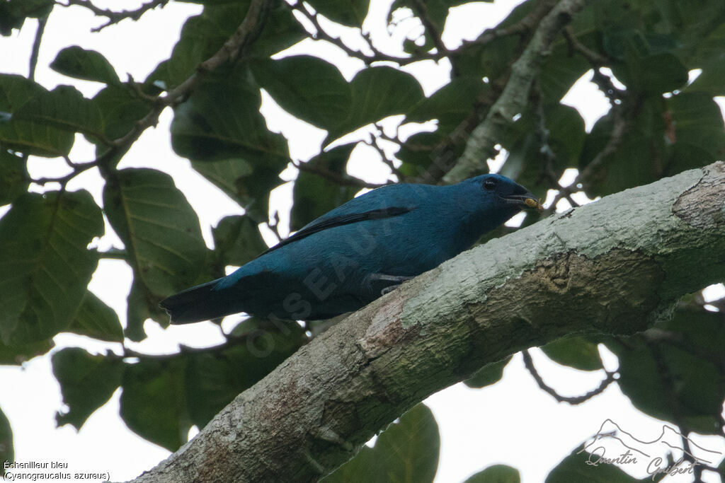 Échenilleur bleu