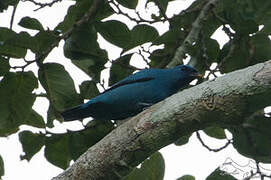 Blue Cuckooshrike