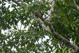 Blue Cuckooshrike