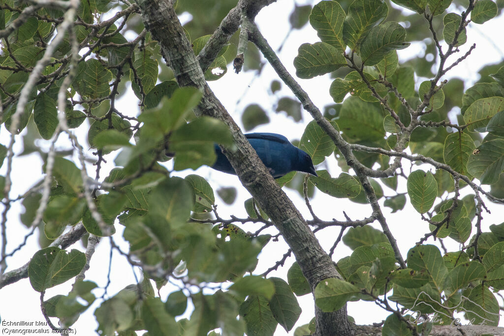 Échenilleur bleu