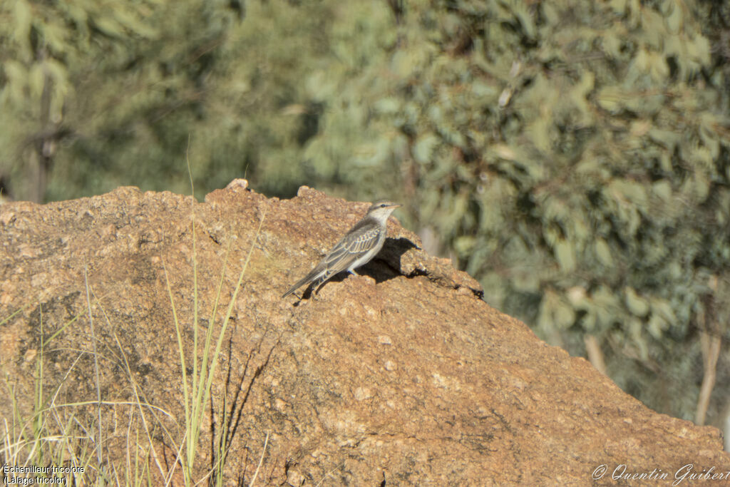 White-winged Triller