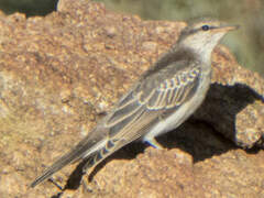 White-winged Triller