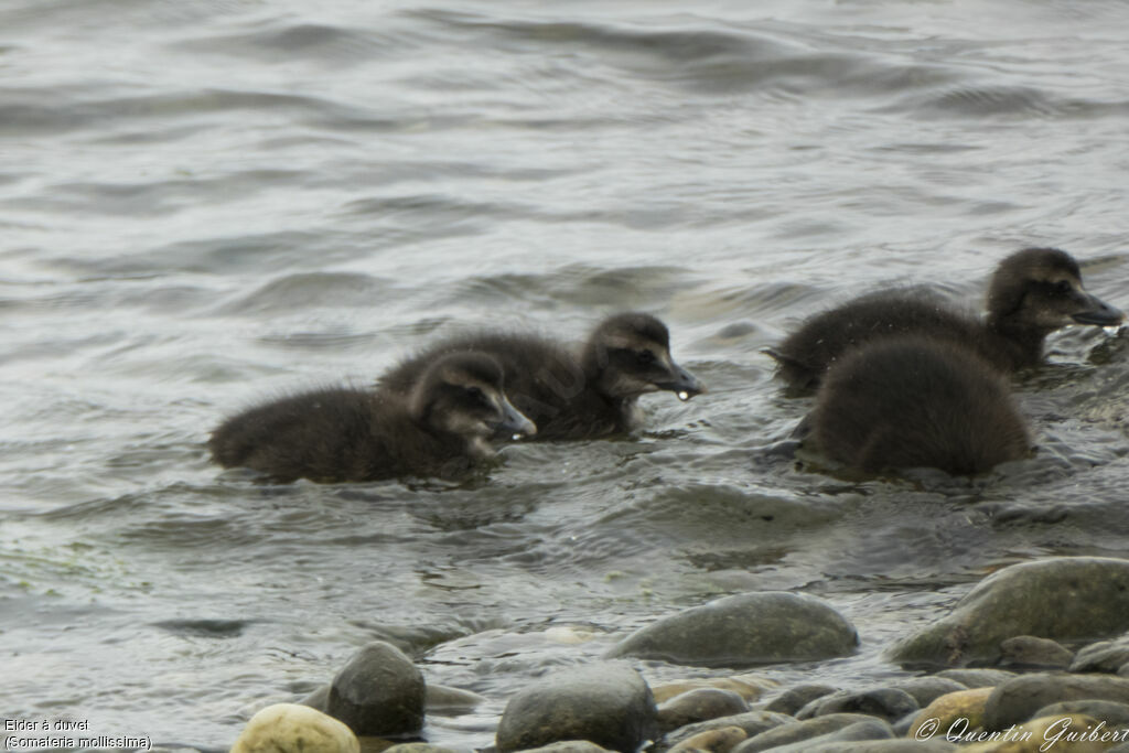 Common EiderPoussin, swimming