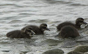 Eider à duvet