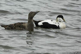 Eider à duvet