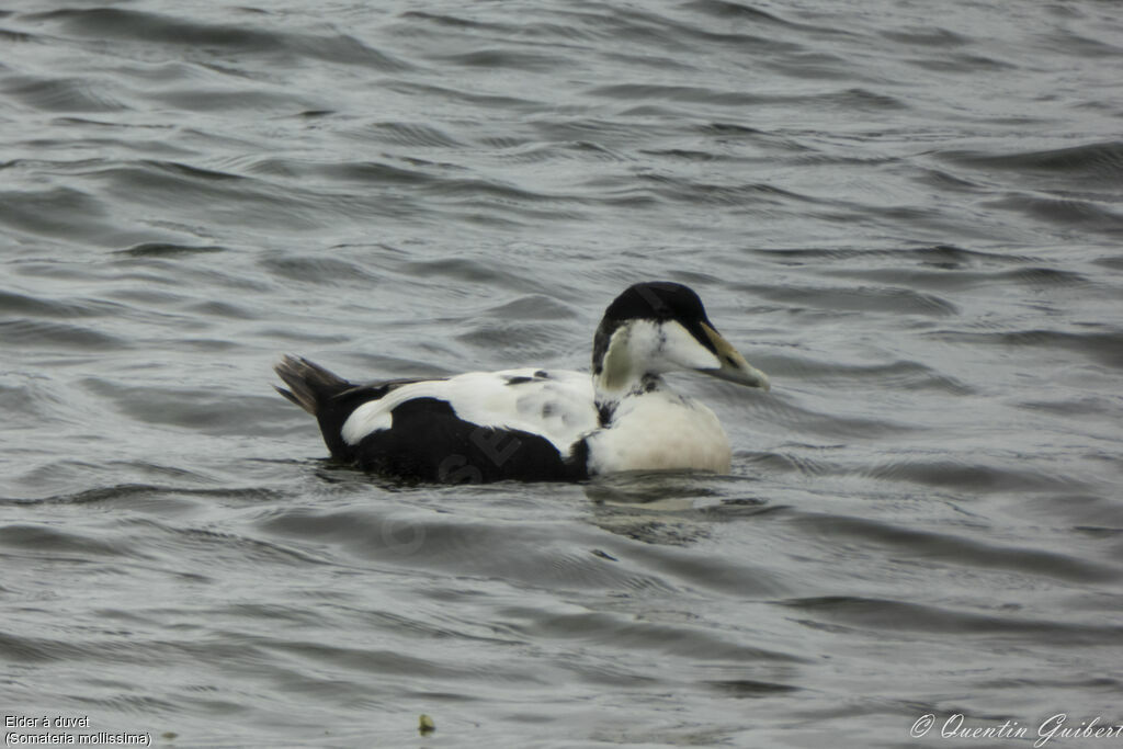 Eider à duvet mâle adulte transition, nage