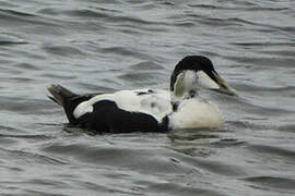 Eider à duvet