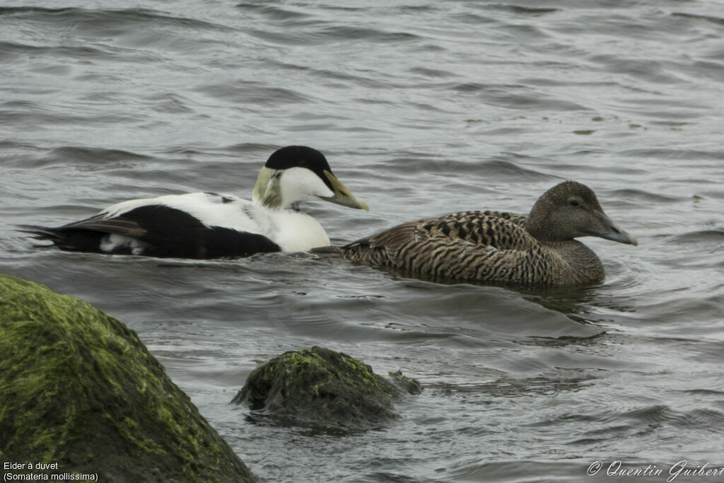 Common Eideradult, swimming