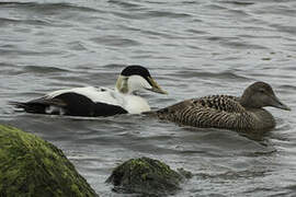 Common Eider