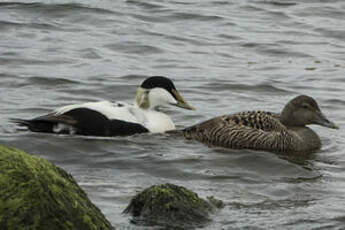 Eider à duvet