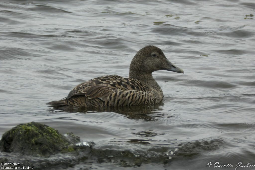 Common Eider female adult, identification, swimming