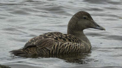 Eider à duvet