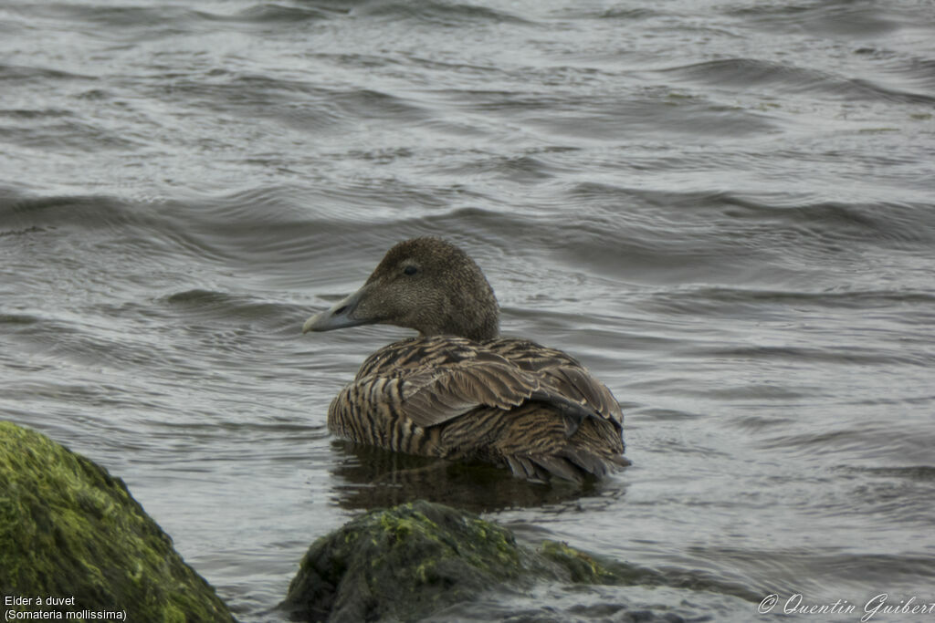 Common Eider female adult, identification, swimming