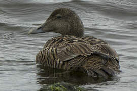 Common Eider