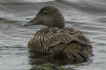 Eider à duvet