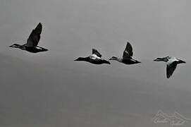 Common Eider