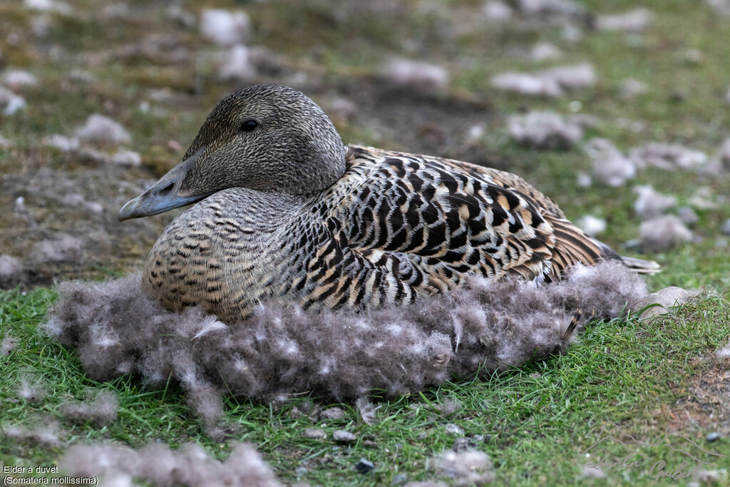 Eider à duvet