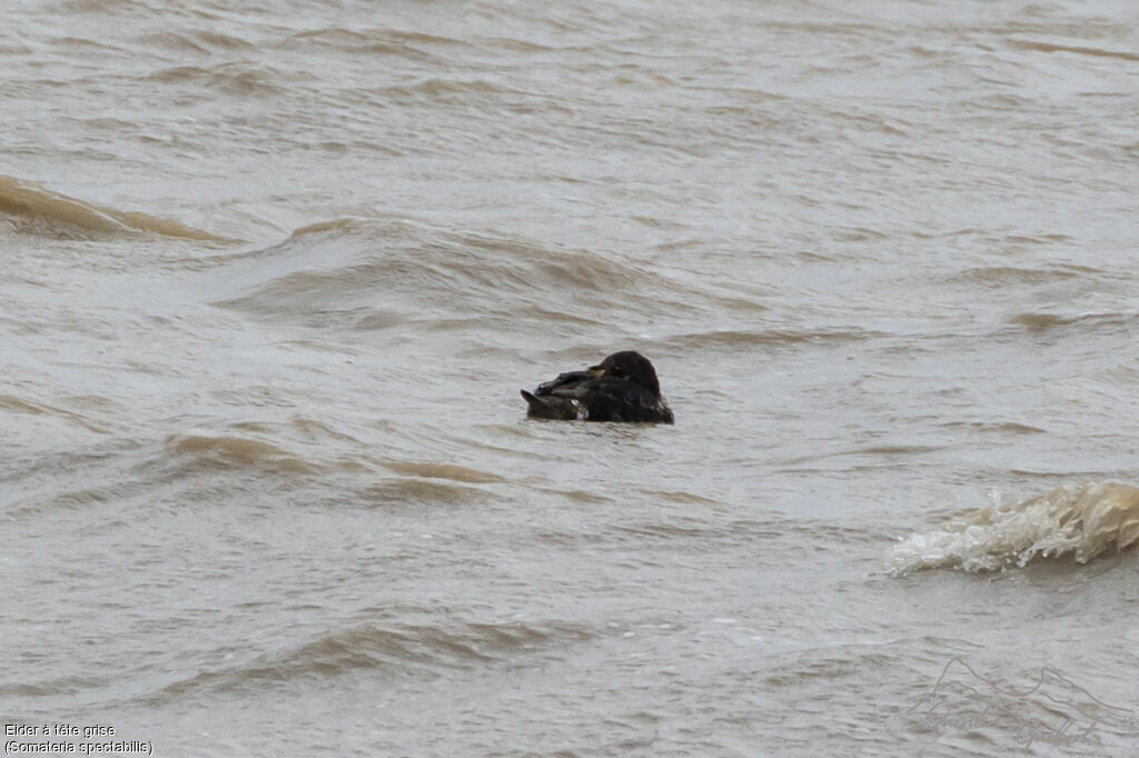 Eider à tête grise mâle 2ème année, nage