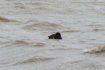 Eider à tête grise