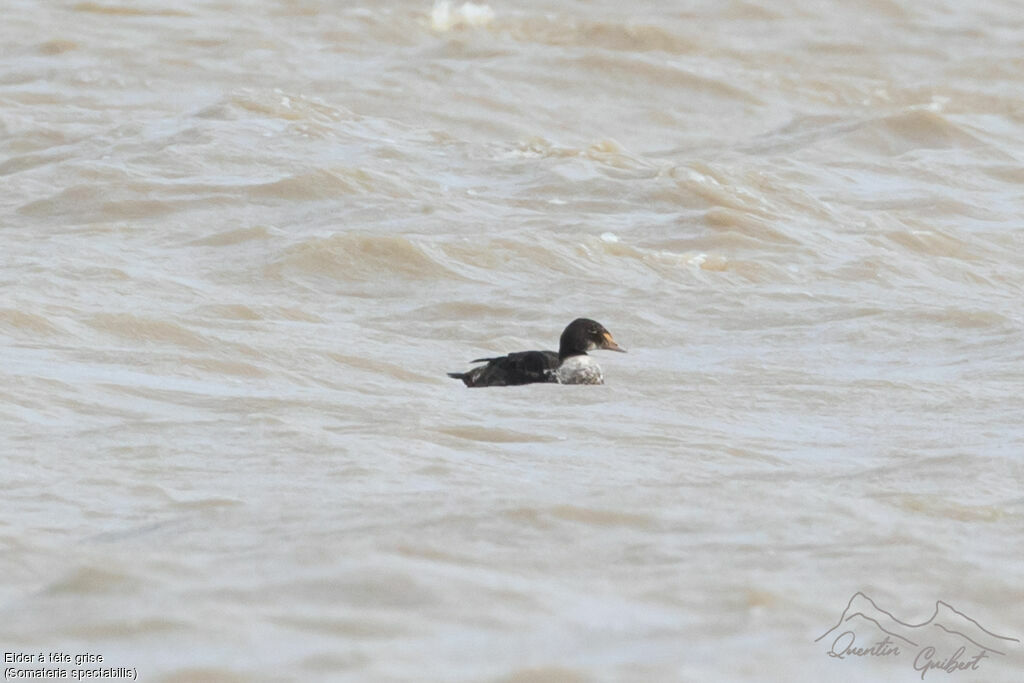 Eider à tête grise mâle 2ème année, nage