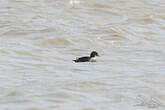 Eider à tête grise