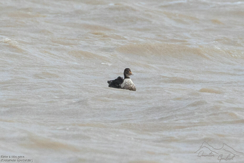 Eider à tête grise mâle 2ème année, nage