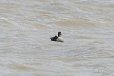 Eider à tête grise