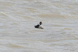 Eider à tête grise