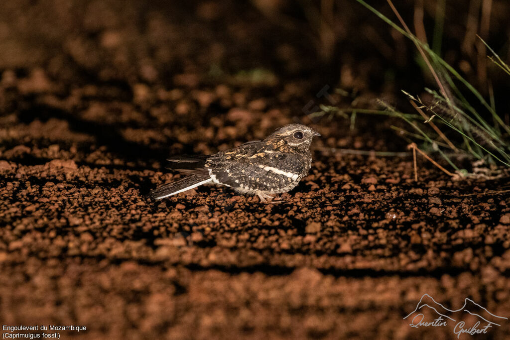 Square-tailed Nightjar