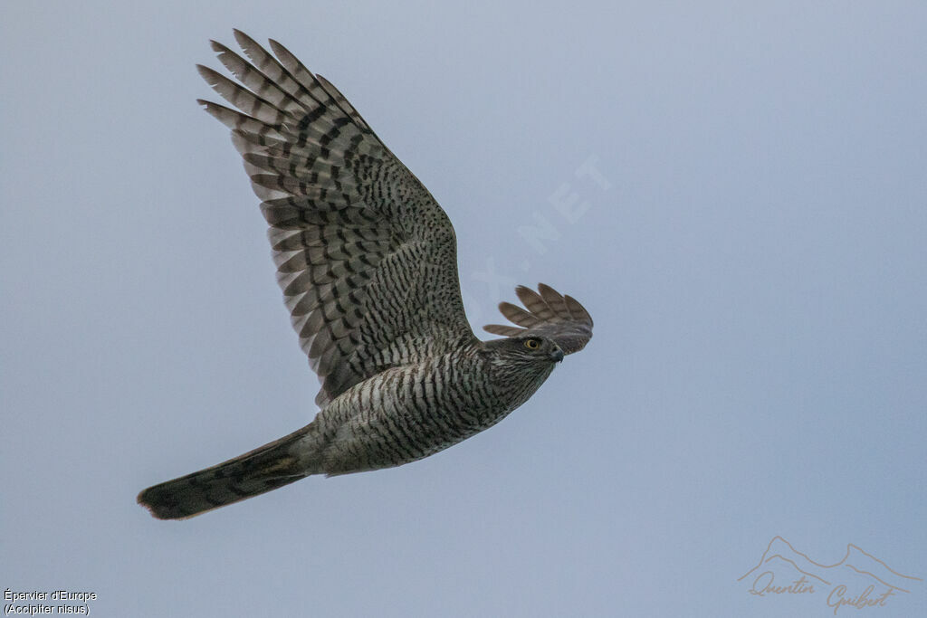 Eurasian SparrowhawkSecond year, Flight