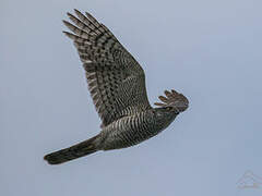 Eurasian Sparrowhawk