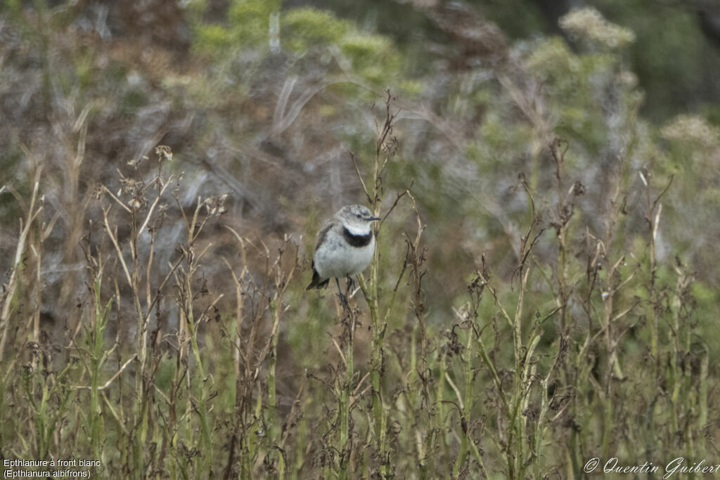 Epthianure à front blancjuvénile, identification