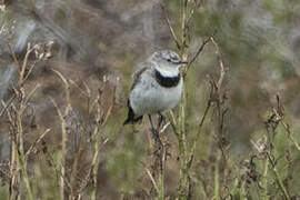 White-fronted Chat