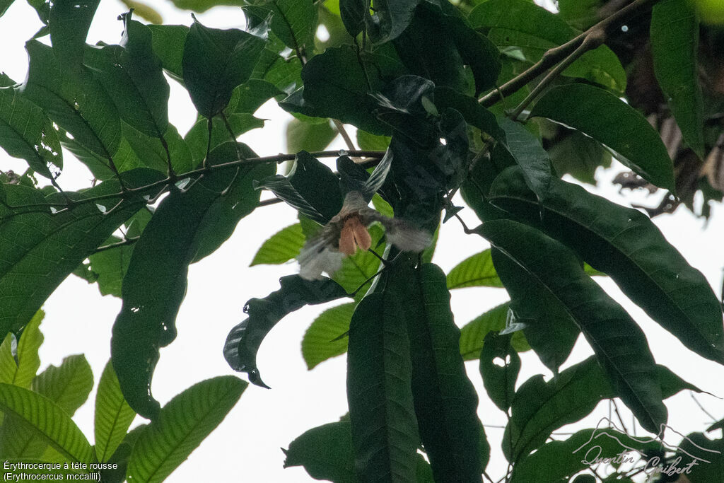 Chestnut-capped Flycatcher