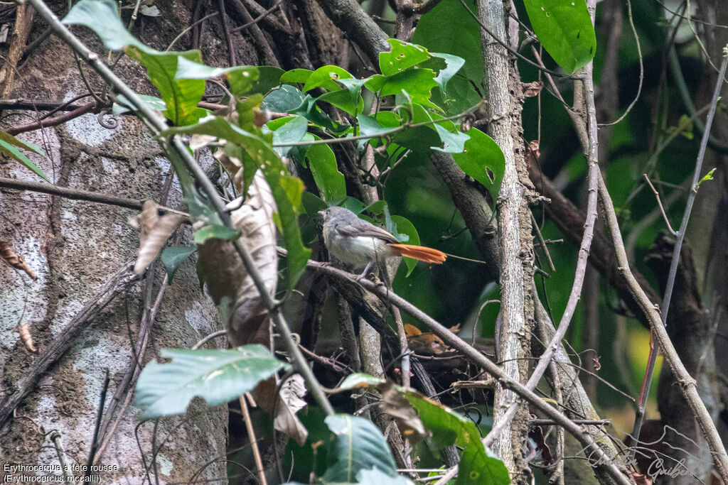 Érythrocerque à tête rousse, identification