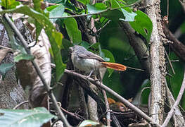 Chestnut-capped Flycatcher