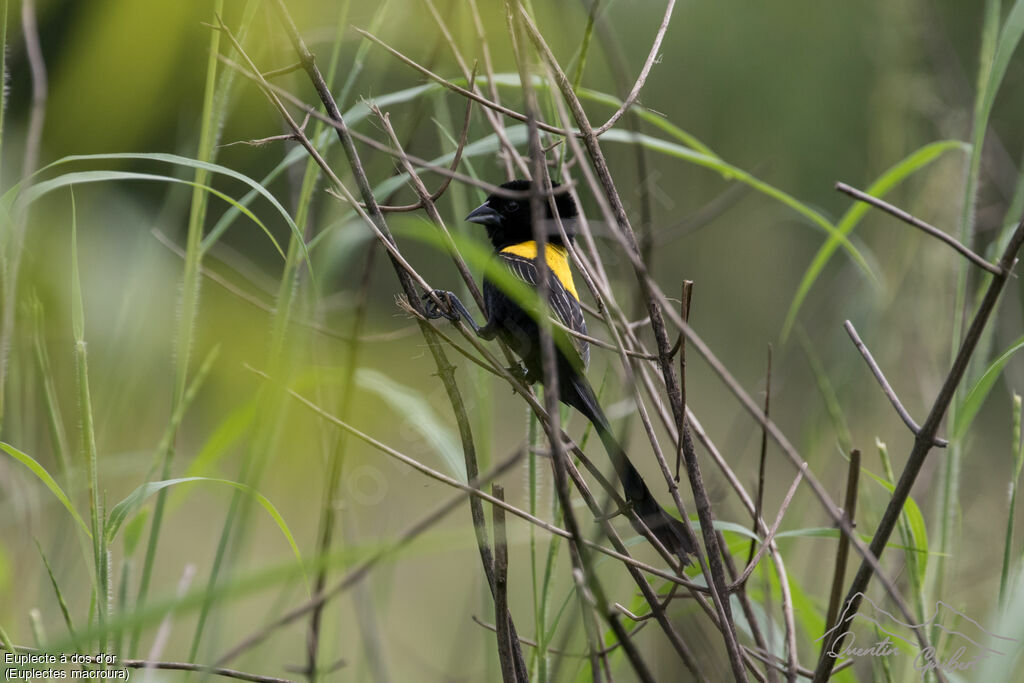 Yellow-mantled Widowbird