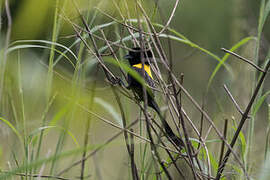 Yellow-mantled Widowbird