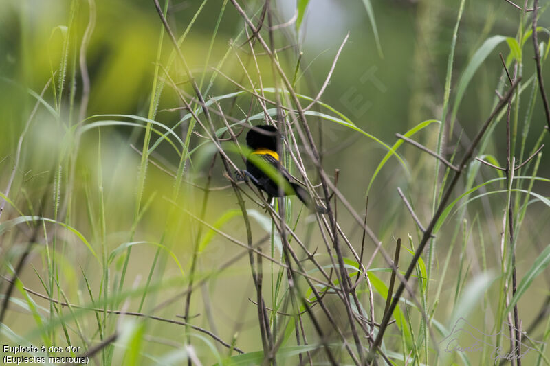 Yellow-mantled Widowbird male adult breeding, identification