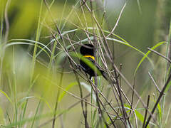 Yellow-mantled Widowbird