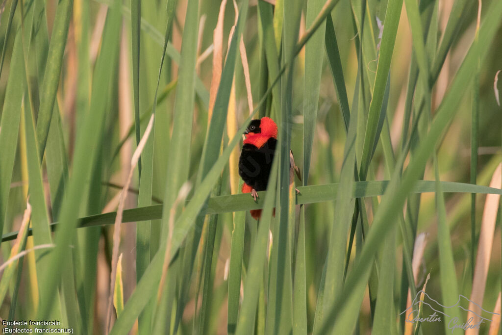 Northern Red Bishop male adult breeding, identification