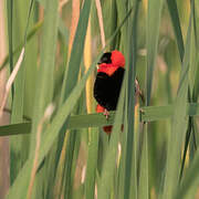 Northern Red Bishop