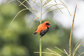 Black-winged Red Bishop